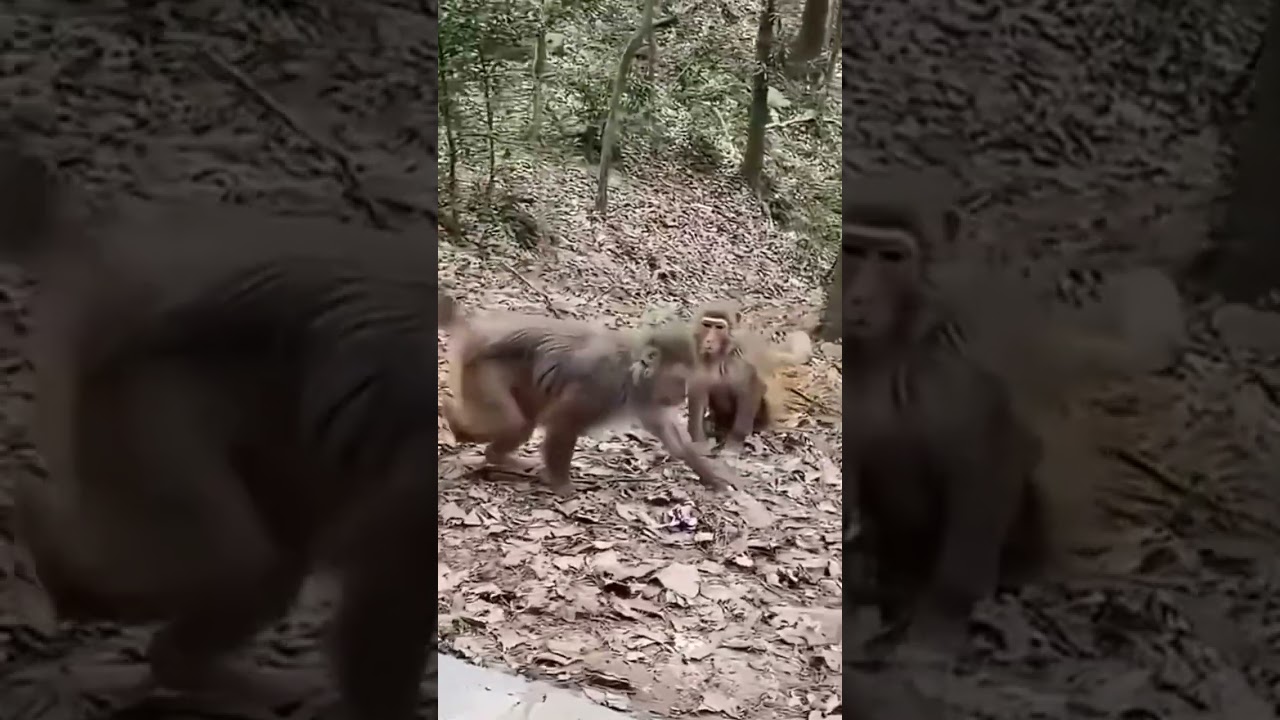 Monkey dance 