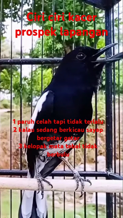 Ciri ciri Kacer juara prospek lapangan #burung #kicaumania #birds #burungkicau