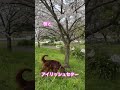 桜とアイリッシュセター #shorts #irish setter #桜と犬 #cherry blossom