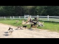 Pack of baby goats love to run around before bedtime