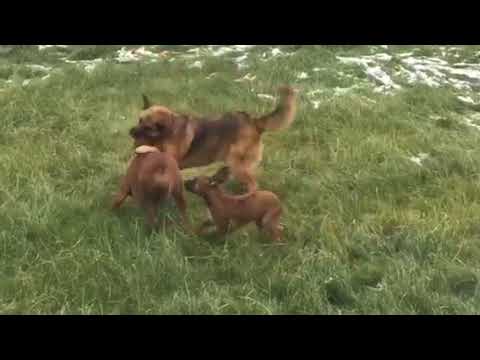 фото ячмень у собаки
