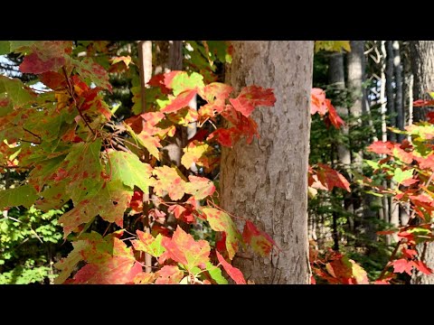 Walk into the beautiful fall of Canada  Autumn foliage in Nova Scotia  ! Relaxing music  