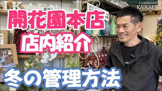 開花園本店　店内紹介　冬の管理方法　花苗　花壇　観葉植物　入荷情報　情報配信　YouTubelive【おうちでガーデニング】開花園チャンネル