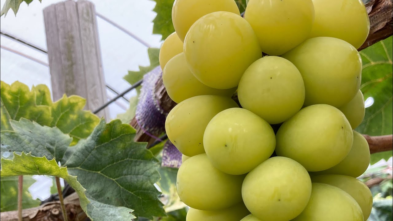 シャインマスカット 6年目収穫 - YouTube