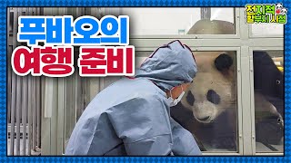 (SUB) Panda Fubao's Airplane Adaptation Training │Panda World