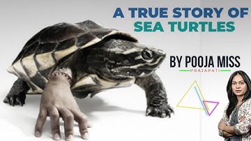 a true story of sea turtles  Full HD