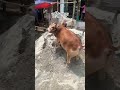 বুটি গরু #viral #জিলহজ মাসv#viral