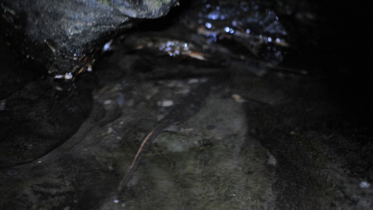 conservación de la masa Còpula de tritó del Montseny en el seu hàbitat