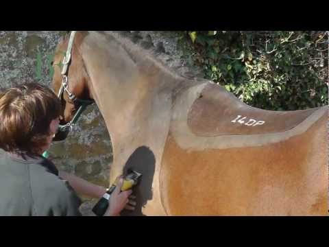 Como fazer um corte Hunter no seu cavalo
