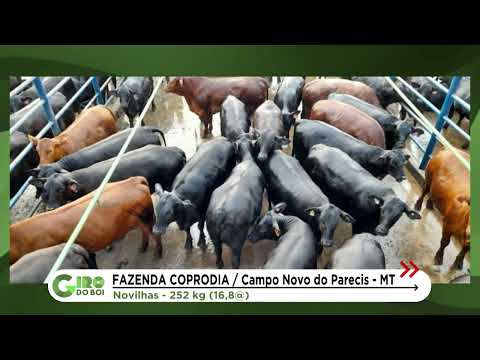 NOVILHADA BRANGUS COM PESO DE BOI FAZ SHOW DE CARNE PREMIUM EM MATO GROSSO