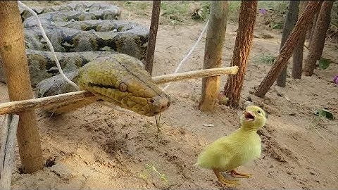 Simple Snake Trap - Catch a Snake By Using Awesome Sanke Trap Technology | easy Snake trap