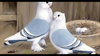 Satanite pigeons Birds Gumtree Australia Liverpool payme786