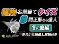 植物の名前当てクイズ【冬の庭編】園芸エキスパートレベル