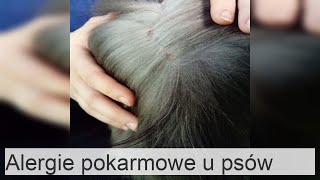 Alergia pokarmowa u psów - objawy, leczenie i domowa dieta