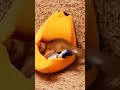 Adorable Kittens Compilation ❤❤❤ | Sweetest Kitties of 2026 😺 (I_LOVE_YOU_BABY_26)