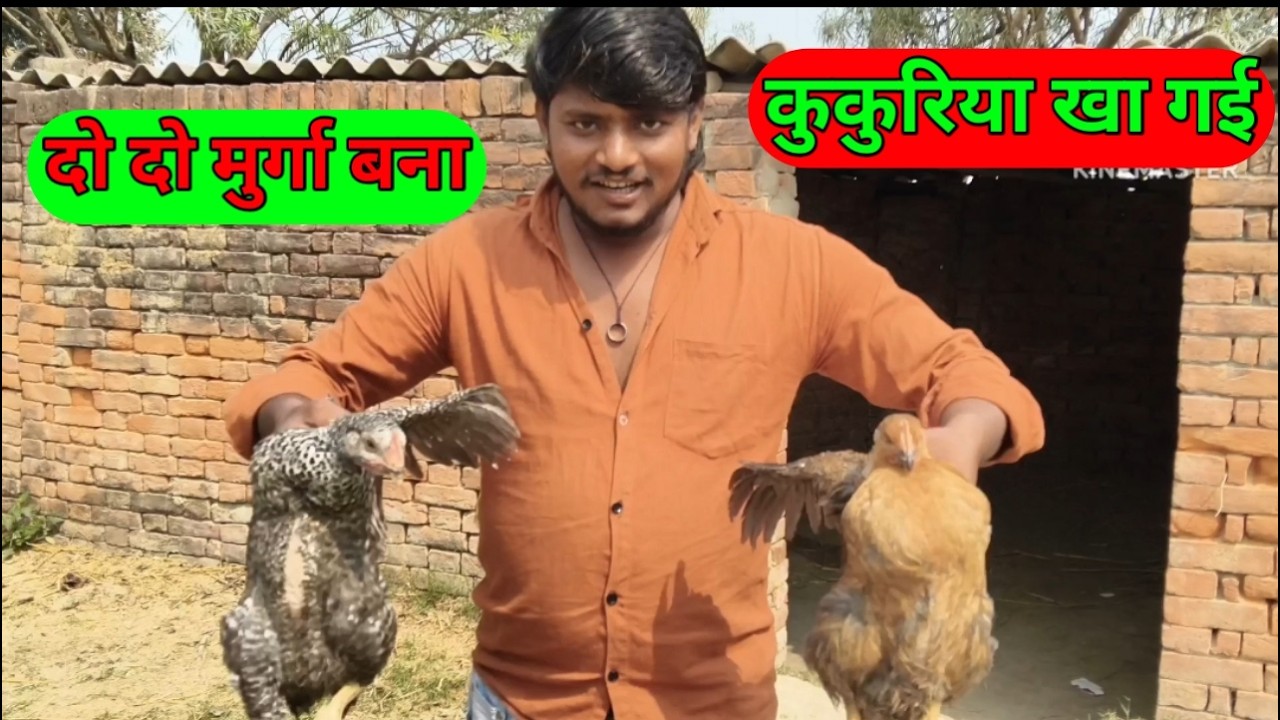दो दो मुर्गा बनया कुकुरिया खा गई🍗🍗🐓🐓🐔