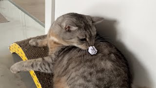 Paper ball cat zoomies