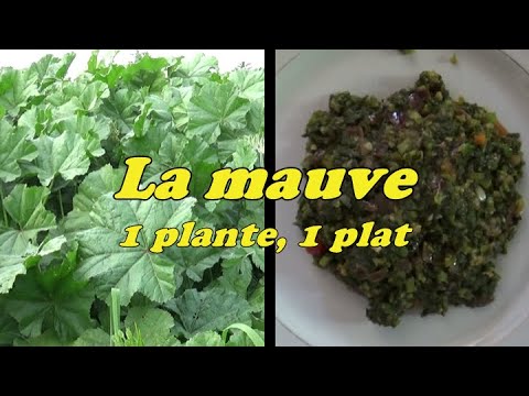 LA MAUVE, 1 plante sauvage, 1 plat - thptnganamst.edu.vn