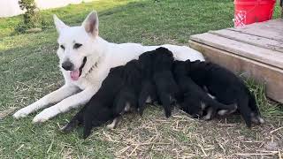 Happy German shepherd baby’s