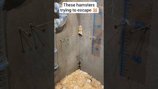 Look at those skills! ⚡ #funny #cute #hamster