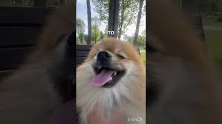 #финик #pomeranian #собака #pets #pom #funny #шпицмишка #puppy