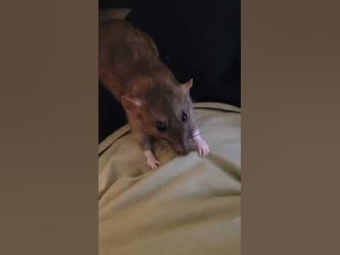 Милые крыски Шуша и Маруся#крысы#животные# - YouTube