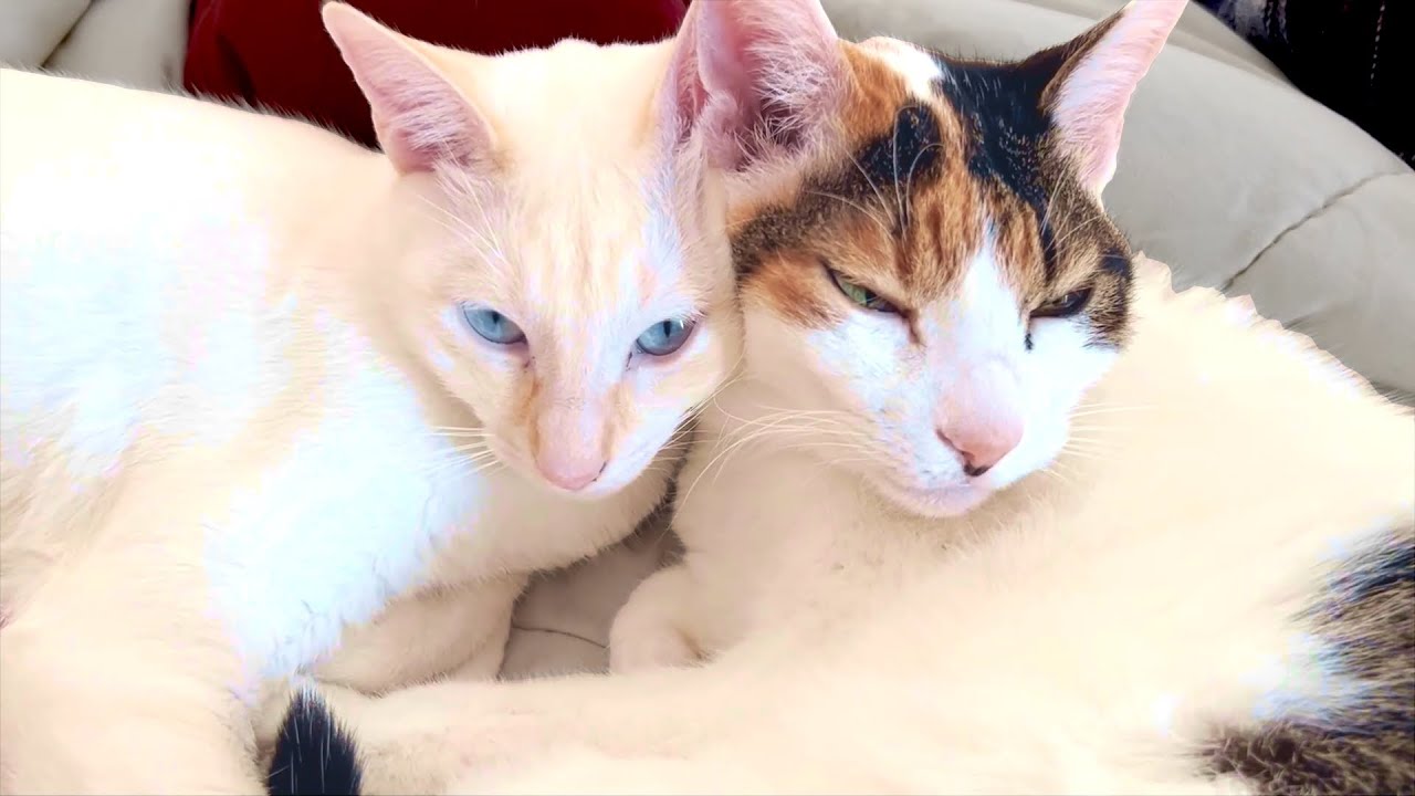 【すいこはいつも省エネモード】Suiko is always in energy-saving mode