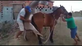 The Donkey And The Horse The Donkey And The Horse