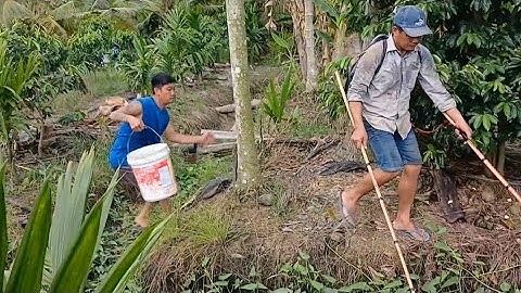 Kích cá sau bão cá lên mương gần bờ ruộng trúng đậm rất nhiều cá xách mỏi tay luôn 