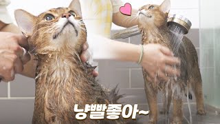 목욕을 즐기는 고양이 | 상위 1% 수속성 고양이 마일로