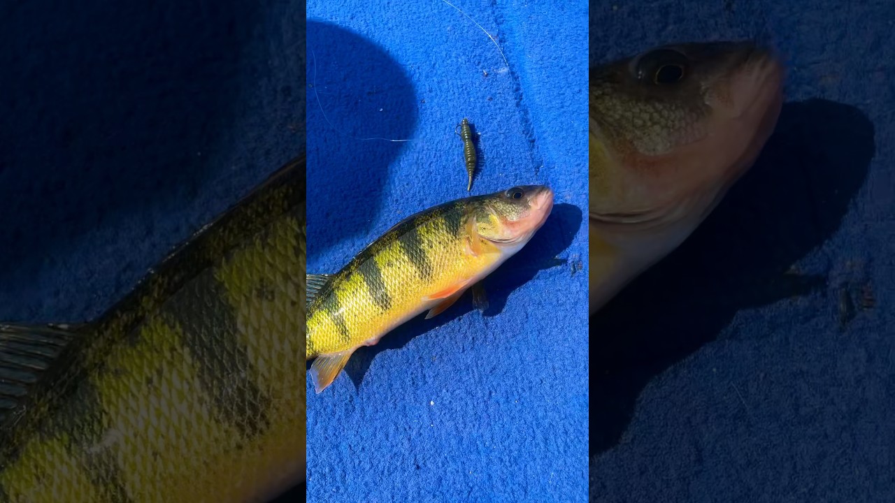 Perch bite on LAKE SIMCOE🎣