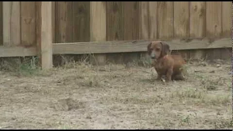 Dachshund Hunting & Killing - DayDayNews