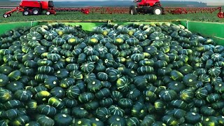 How To Harvest and Process Billion Pounds Of Pumpkins In America