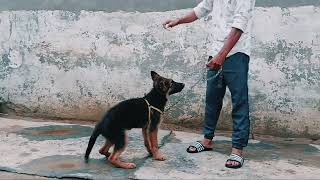 German Shepherd Puppy Jump Training