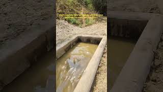 Jal sawa jungali janwar animals and birds #youtube #shorts #viral