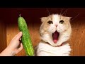 Funny Animal Videos 2022 🐕🐈 / Cute and Funny animals Videos Compilation  vol 02