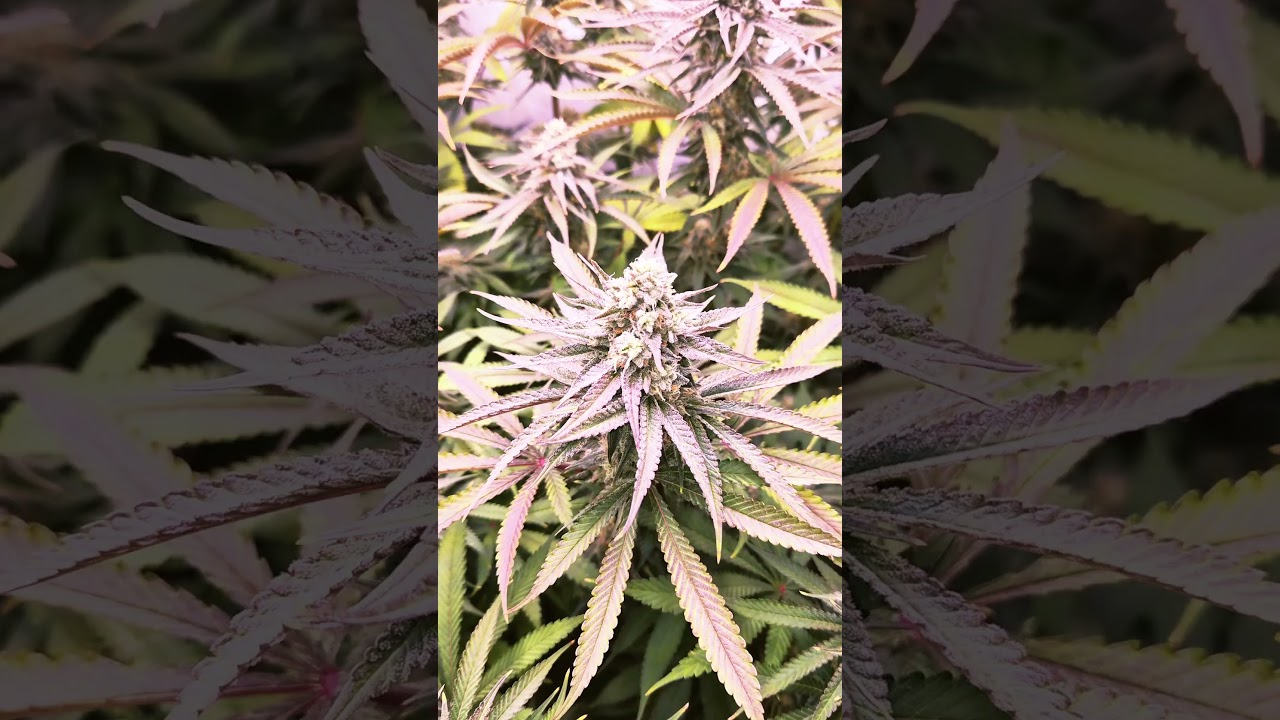 Runtz x Layer Cake / 5. Blütewoche 