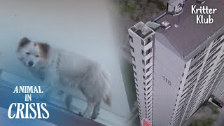 Dogs Been Cornered To Live On 18 Floors High Roof, About To Fall Off Cliff | Animal in Crisis EP226