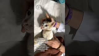 From helpless on the streets to safe, healthy, and loved. 🐾✨This brave mama cat wa..