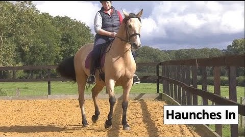 Haunches in is a difficult movement, so little and often with Bella. Free walk on a long rein is out