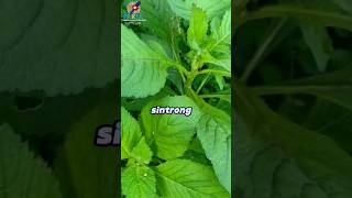 Tahukah Kamu.?? Fakta Manfaat Daun Sintrong Untuk Kesehatan
