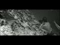 The Big Blue - Feeding a Moray Eel