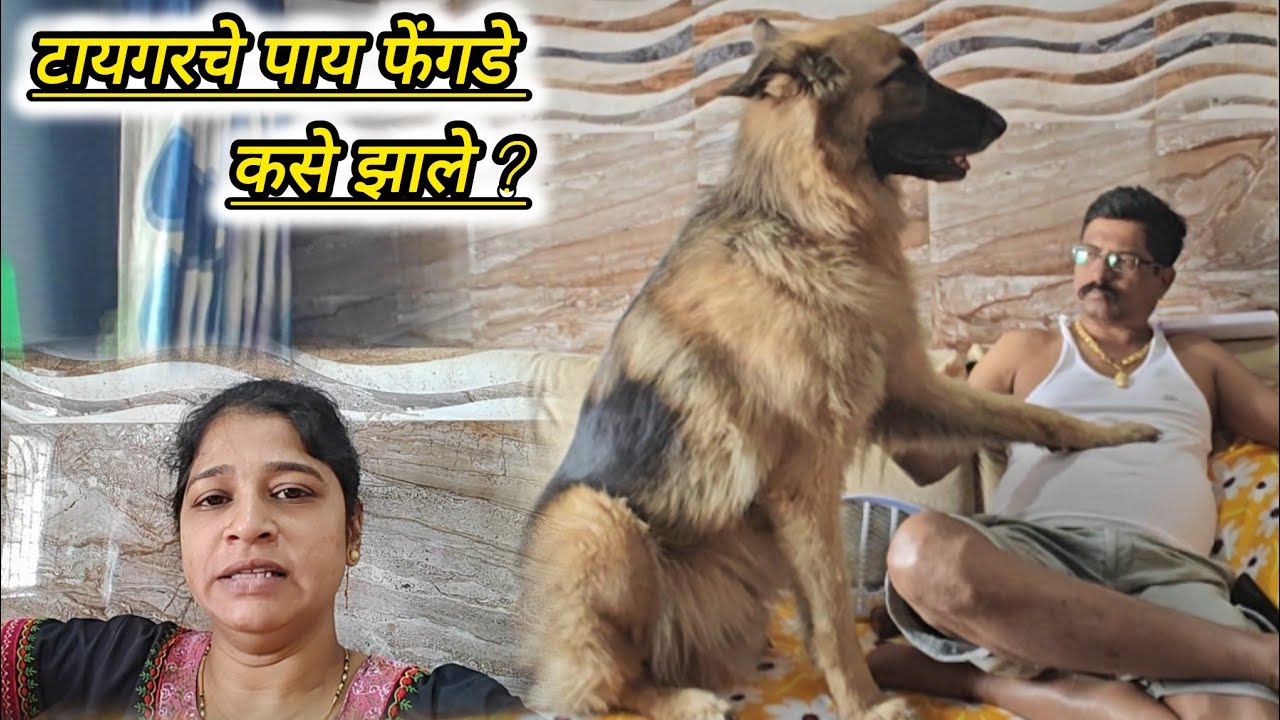 यामुळे टायगरचे पाय वाकडे झाले 😔 सर्वांना पडलेले प्रश्न?