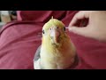 Cockatiel Scritch #1