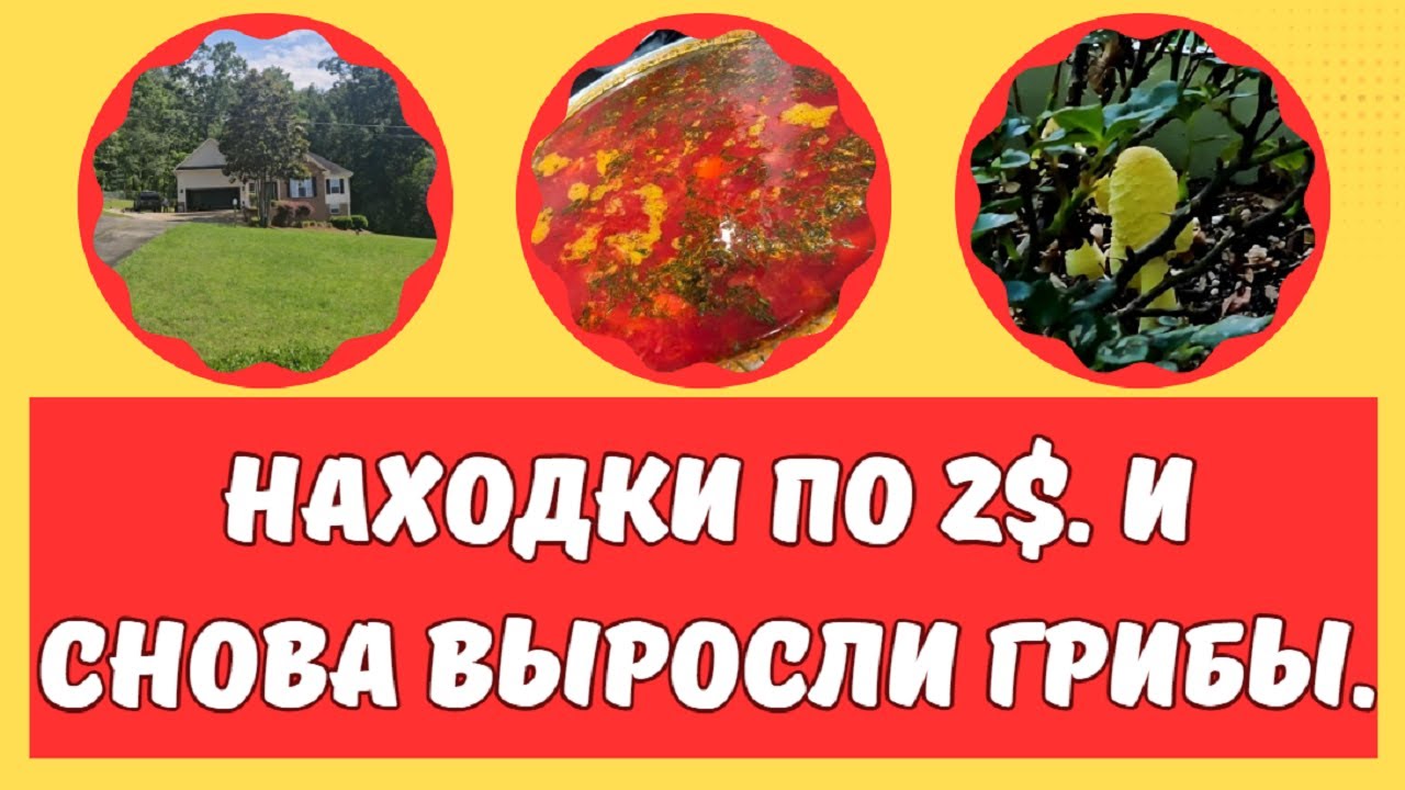 Находки по 2$. И снова выросли грибы.