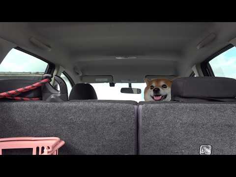 辛いことが続き10月の予定全部キャンセルになったので柴犬を連れ出した。