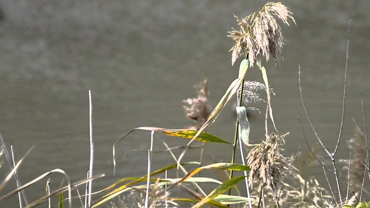 Утки в пруду. Сочетание воды и плавающих уток. Футажи hd - YouTube