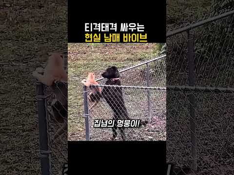 고양이와 강아지의 티격태격 현실 남매 대결!