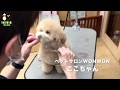 ここちゃん（トイプードル）のふわふわカット♪【大阪 旭区 ペットサロン トリミング シャンプー ハサミ仕上げ】