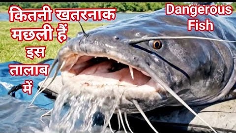 How many fishes are there in this pond || viral fish || #fish #talaba